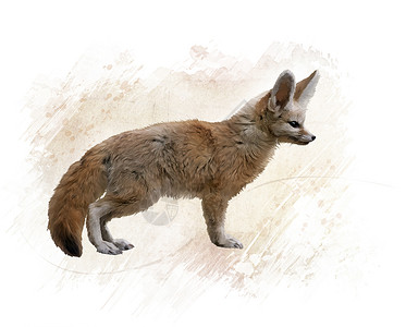 芬内克福克斯的数字绘画芬尼克狐狸水彩画图片