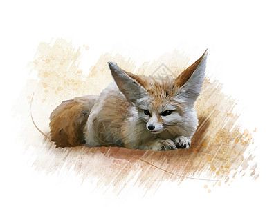 芬尼克狐狸休息的数字绘画芬尼克狐狸水彩画图片