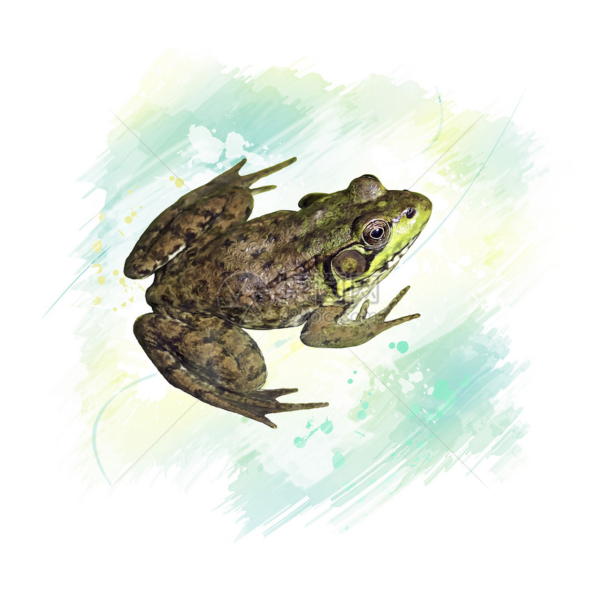 常见水蛙的数字绘画常见的水蛙水彩图片