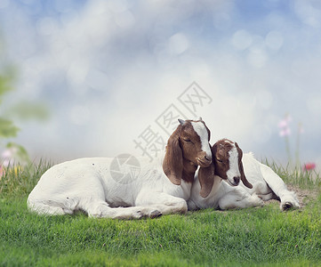 两只轻的波尔山羊休息两只轻的波尔山羊图片