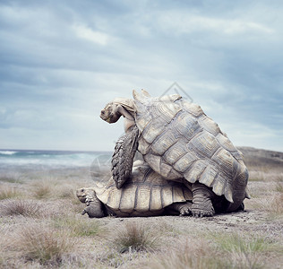 加拉帕戈斯巨型乌龟巨型加拉帕戈斯海龟图片