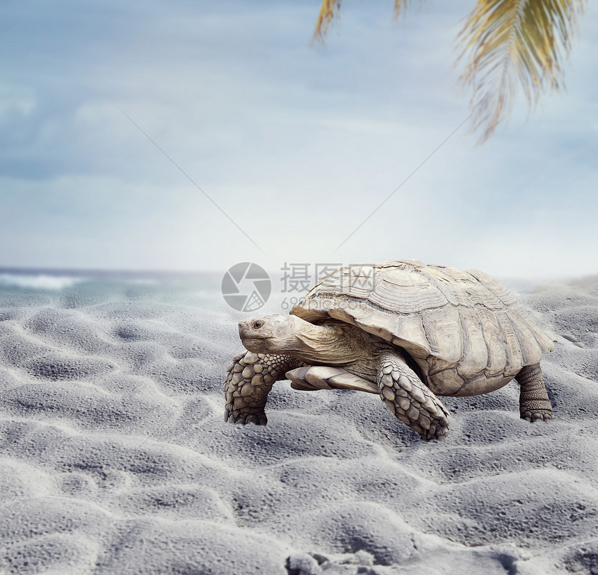 巨大的加拉帕戈斯海龟沙滩上行走巨大的加拉帕戈斯海龟图片
