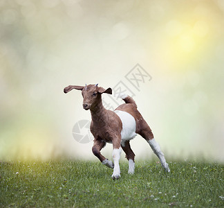 轻的波尔山羊草地上奔跑轻的波尔山羊图片