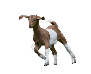 轻的波尔山羊白色背景上分离轻的波尔山羊高清图片