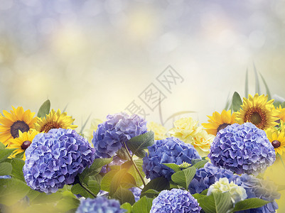 蓝色花开了蓝色花背景图片