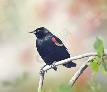 树枝上的红翅黑鸟红翅黑鸟雄背景图片