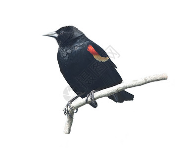 红色翅膀的黑鸟雄孤立白色背景上红翅黑鸟雄图片