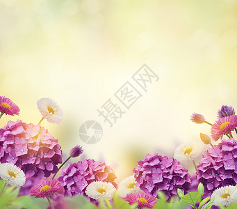 花背景与绣球花雏菊美丽的花卉背景图片