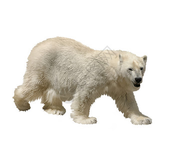 北极熊白色背景上的数字绘画北极熊水彩画图片