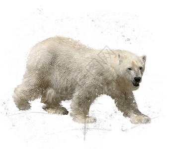 北极熊白色背景上的数字绘画北极熊水彩画图片