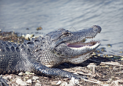 轻的鳄鱼张开嘴巴湖边晒太阳轻的鳄鱼晒太阳图片