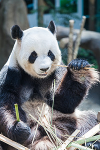 大熊猫吃竹子大熊猫吃竹子近景图片