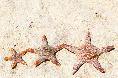 海滩上三条海星热带海滩沙滩上的三条海星背景图片