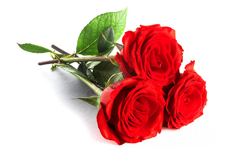 白色的三朵玫瑰三朵美丽的红玫瑰隔离白色的背景上图片