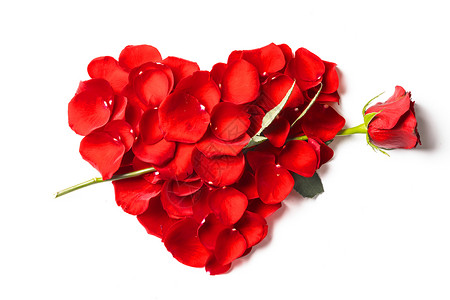 心形玫瑰心形的红玫瑰花被隔离白色的背景上图片