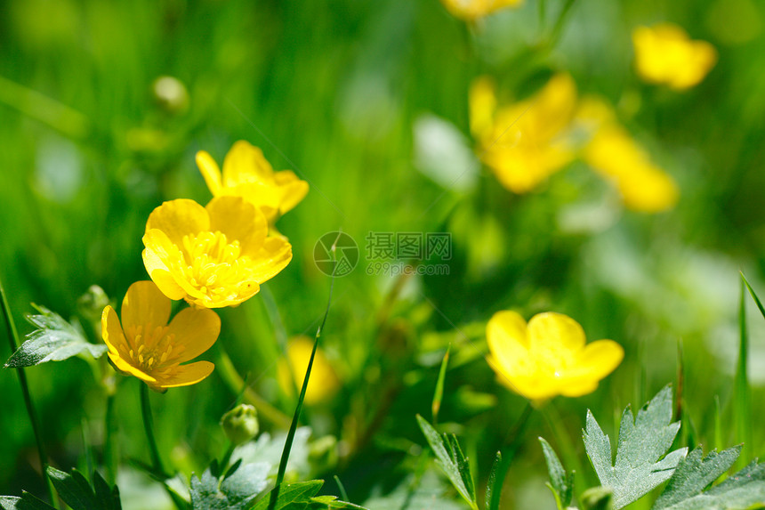 绿色草地上的黄色黄油杯公园里绿草里的黄色黄油杯图片