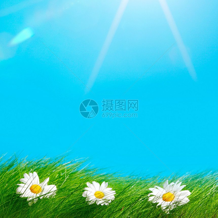 春天的洋甘菊蓝天下清新的青草中图片