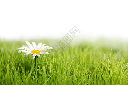 绿色草地上的白色雏菊花白色雏菊花绿色的草地上,孤立白色的背景上图片