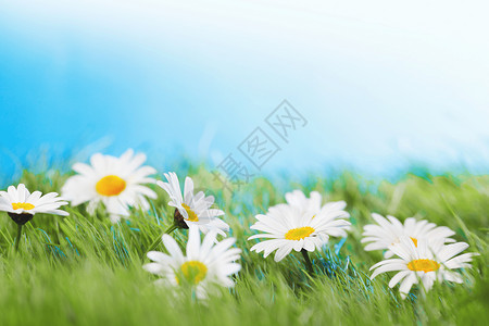 美丽的新鲜洋甘菊草地,蓝天白色的背景草地上的洋甘菊图片