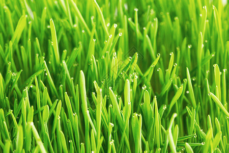滴露珠绿色的草地特写上绿草上的露珠高清图片