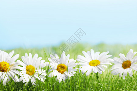 雏菊花新鲜的绿色草地上蓝色的背景雏菊花图片
