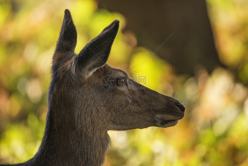 71441332美丽的后鹿红鹿鹿颈,斑驳的阳光下,森林秋景图片