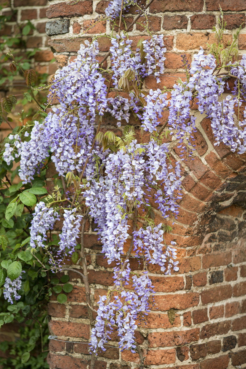 美丽的日本紫藤攀爬旧砖墙英国乡村花园图片