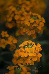 橙色椭圆边框美丽的生机勃勃的杏花,麻花,芸香科,春花背景