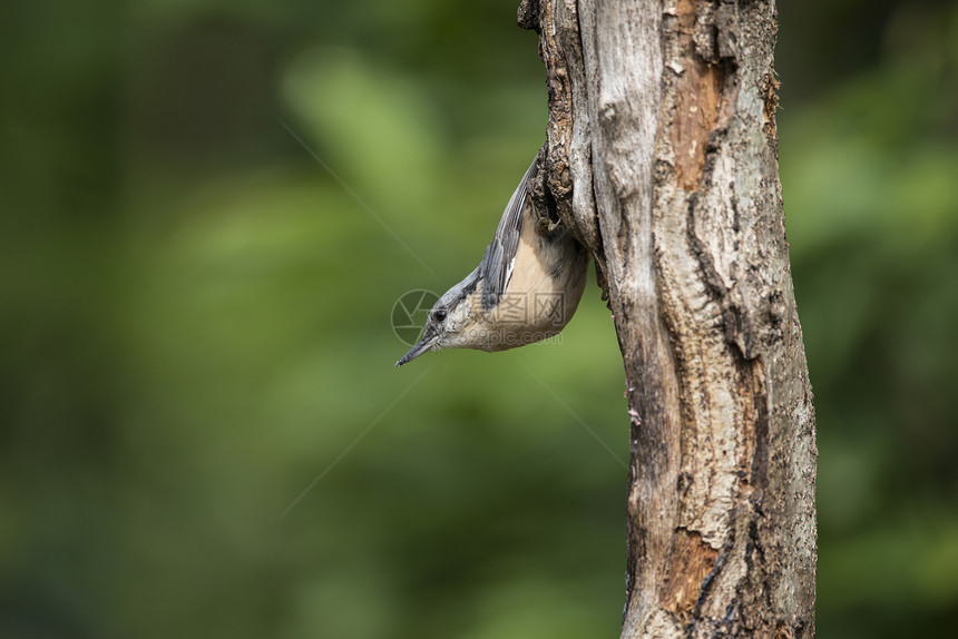 美丽的Nuthatch鸟SittaSittidae树桩林地景观图片