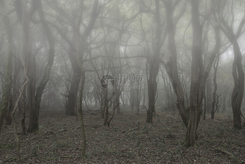 幽灵万节死森林景观与雾背景图片
