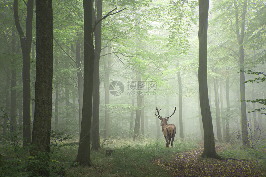 令人惊叹的红色鹿鹿形象,雾的秋天,五颜六色的森林景观形象图片