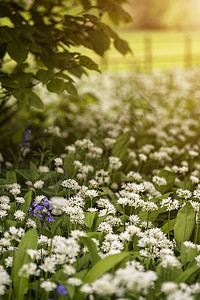 美丽的清新的春天景观图像蓝铃野生大蒜明亮的阳光下森林中图片