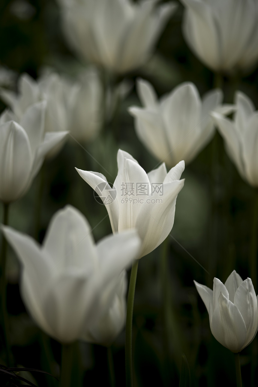 美丽的特写观图像明亮的白色春天郁金香图片