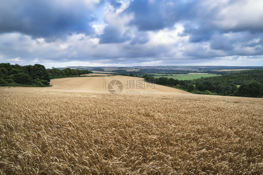 美丽的景观形象,巨大的大麦田夏天的农村图片