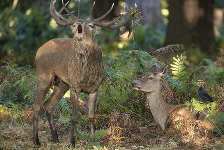 美丽的亲密的温柔时刻的红鹿鹿鹿后鹿发情季节与雄鹿咆哮图片