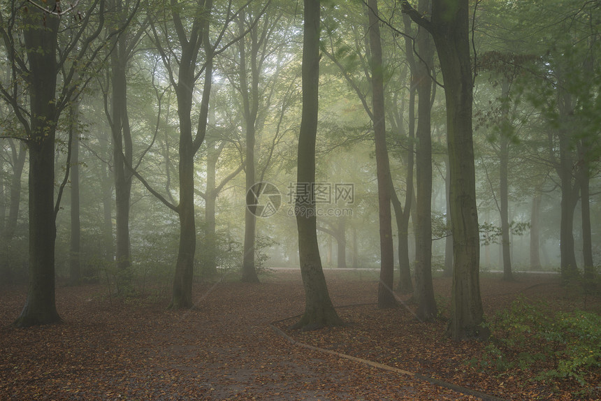 令人叹为观止的充满活力的秋季雾林景观图片