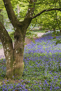春天英国乡村布卢贝尔森林的美丽景观形象图片