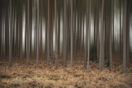 艺术模糊效应应用于松树林秋季景观图片