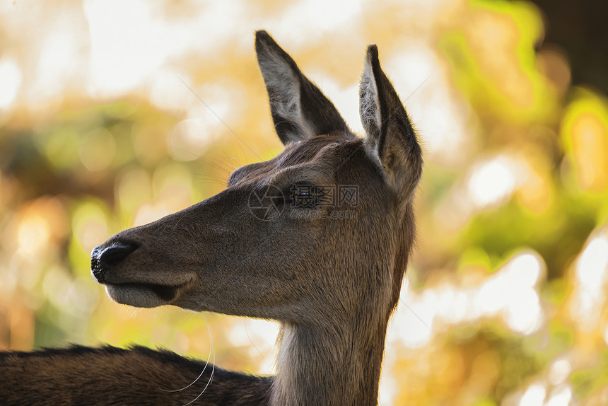 美丽的后鹿,红鹿,鹿颈,斑驳的阳光下,森林,秋天的景观图片