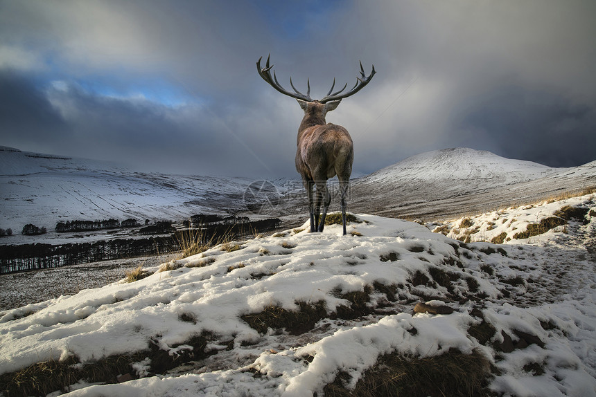 71020845美丽的红鹿雄鹿雪地覆盖山脉冬季景观图片