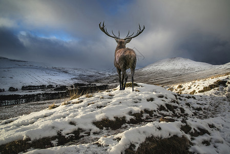 71020845美丽的红鹿雄鹿雪地覆盖山脉冬季景观图片