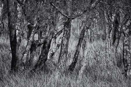 春天森林中树干的美丽黑白图像图片