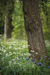 拉格特美丽浅浅的田野,清新的风景,英国森林乡村春天的阳光下背景
