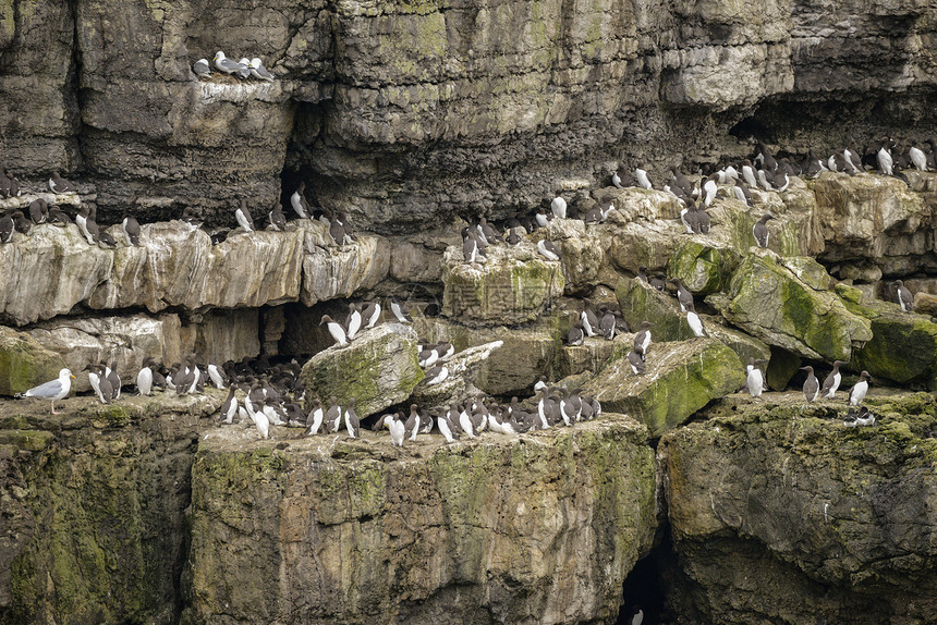 常见的GuillemotsUriaAalge嵌套AngleseyWales的悬崖边图片