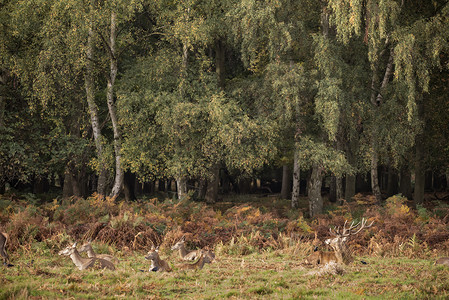 林林地红鹿秋景观形象图片