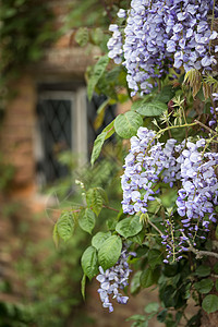 美丽的日本紫藤攀爬旧砖墙英国乡村花园背景图片