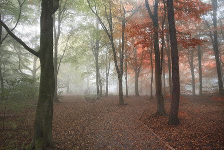 季节夏天秋天的变化个森林景观形象图片
