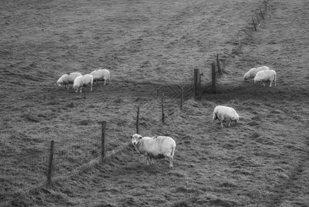 黑白相间的绵羊明亮的冬季日出期间景观中放牧图片