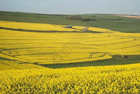 英国乡村春季成熟油菜籽油菜作物美丽明亮的景观形象高清图片