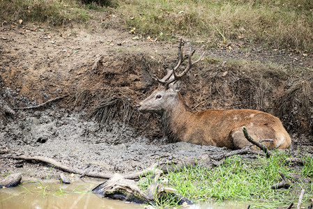 红鹿鹿颈秋天的日子里洗个泥浴降温高清图片